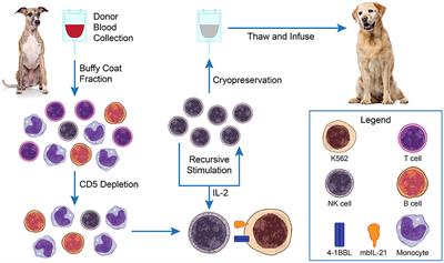 Adoptive Natural Killer Cell Immunotherapy for Canine Osteosarcoma